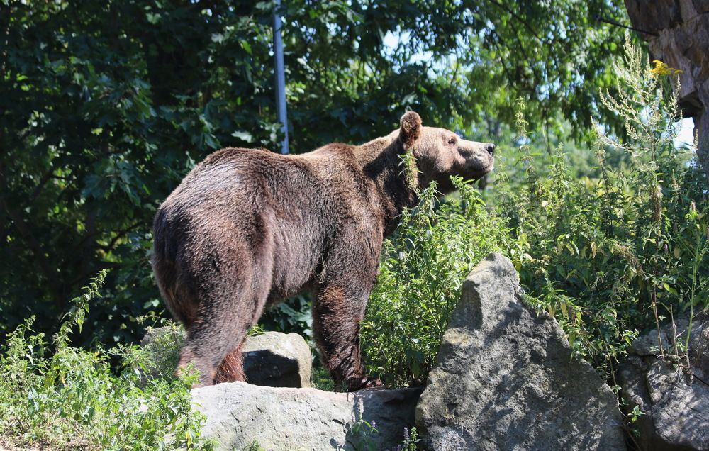 Фотография автора АЛЕКСАНДР ЦЫГЕЛЬНЮК