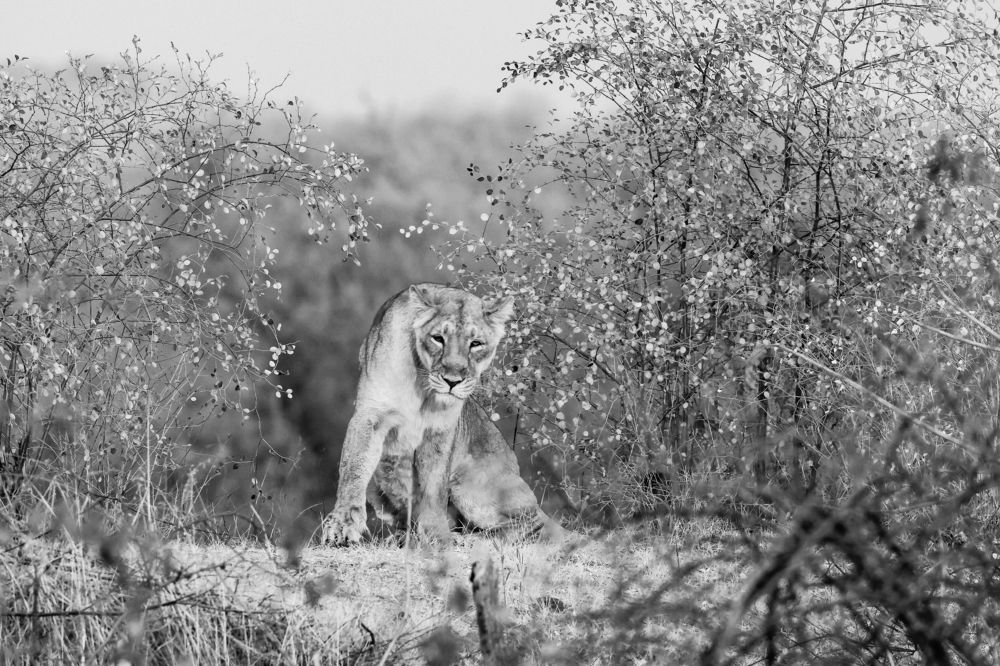 Photograph by Vibhash Garg