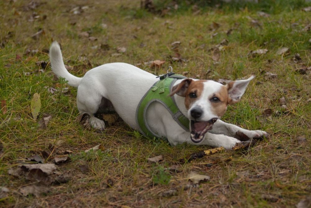 Фотография автора Нина Шкляр