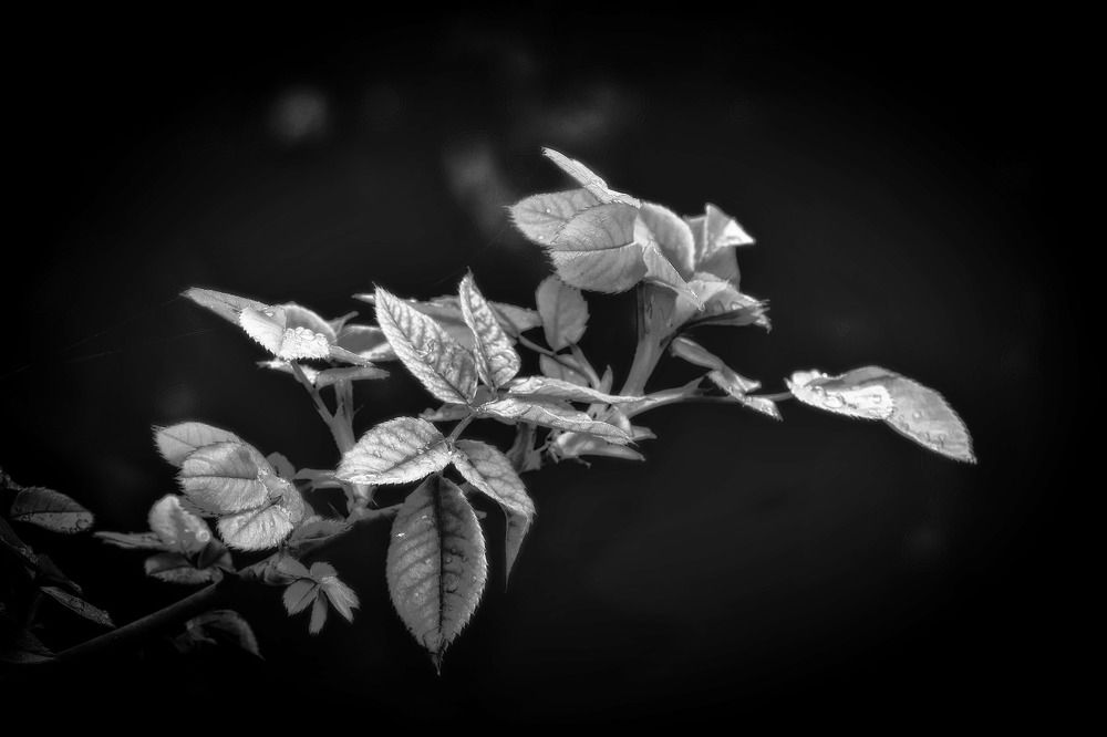 Photograph by venere 7675