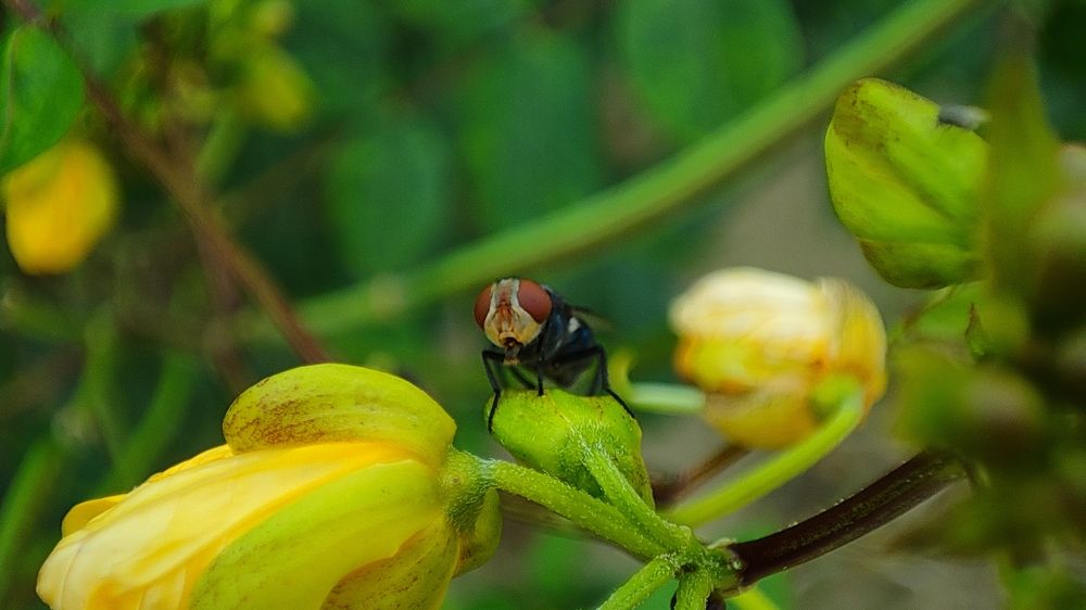 Photograph by Ramim rahat