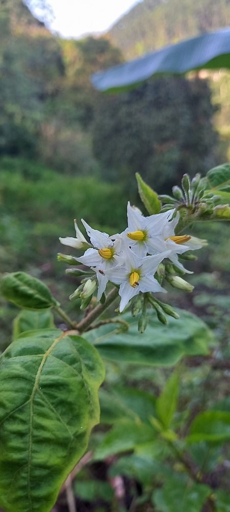 Photograph by Thilantha Abeysinghe