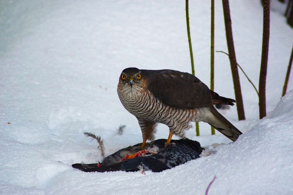 Photograph by Николай Грекалов