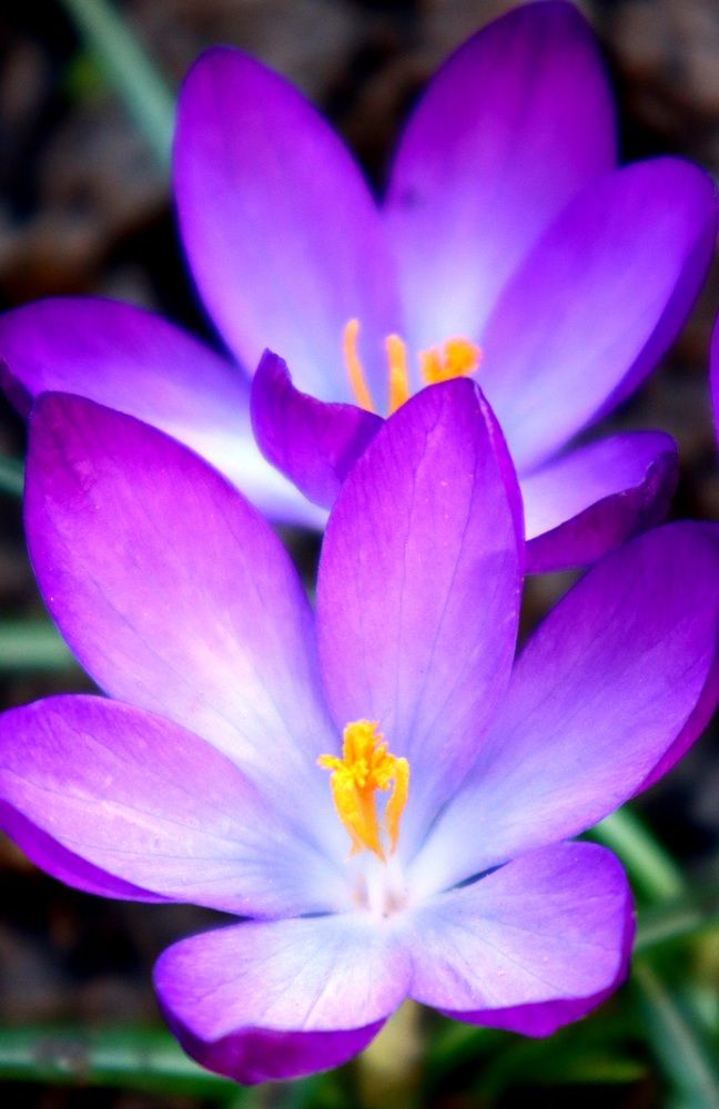 Photograph by Аліса Чарівна