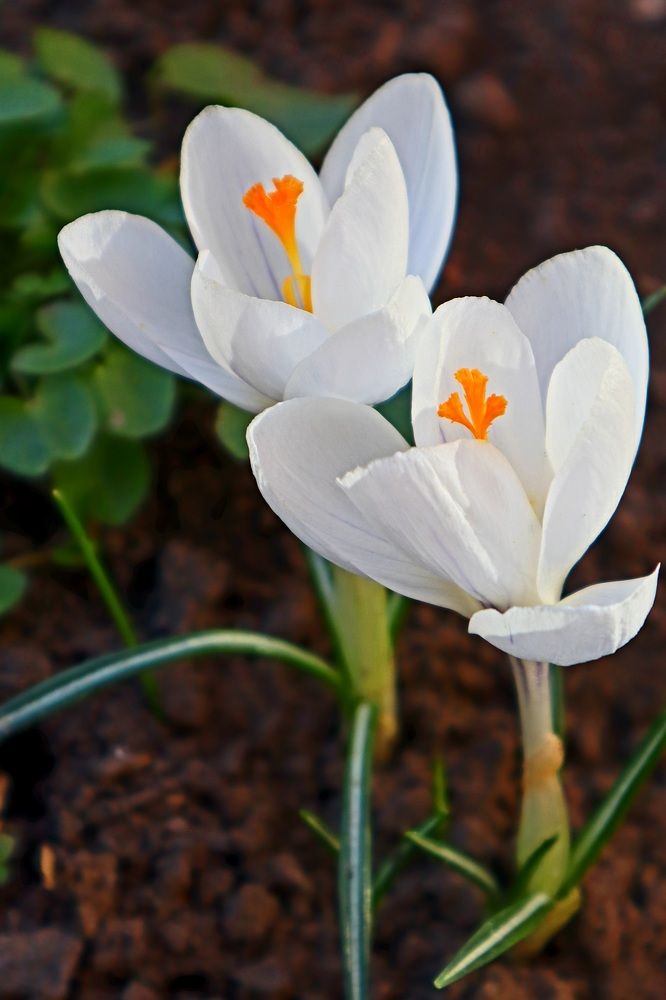 Весенние цветы