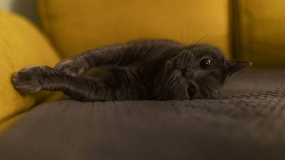 Photograph by Denis Hillel Schatz