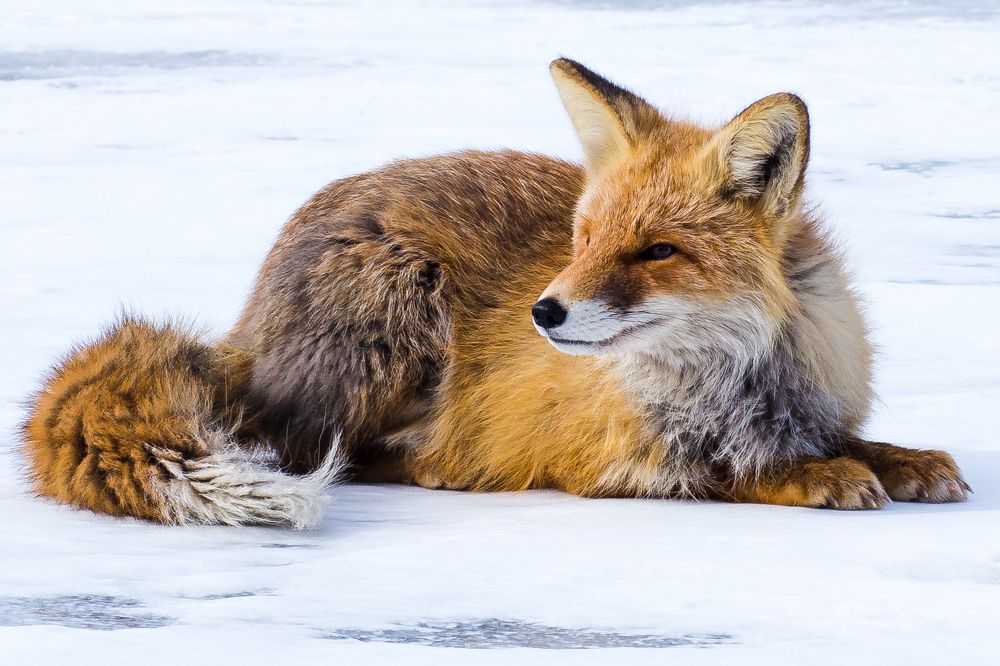 Фотография автора Оркина Ксения