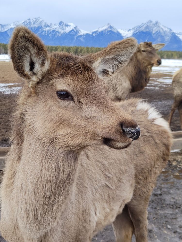 Молодой марал