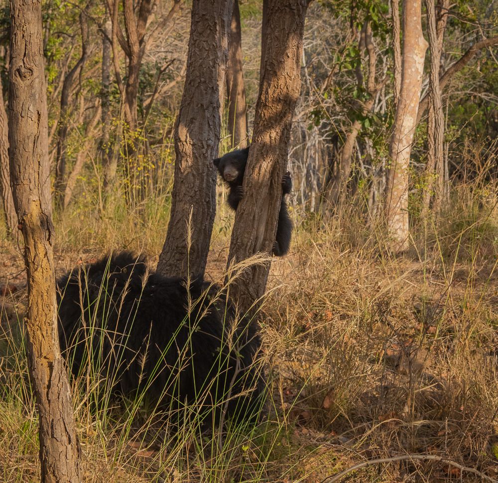 Фотография автора Sushma Mishra