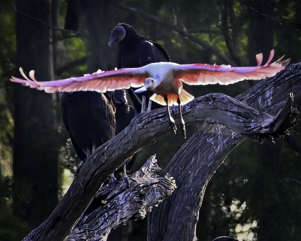 Фотография автора Raymond Asiala