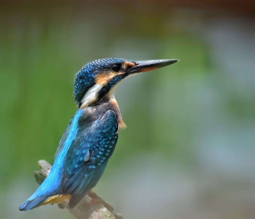 Photograph by Srinjoy