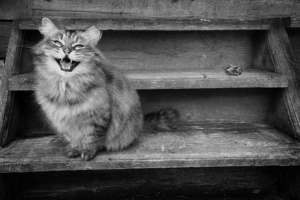 Photograph by Наталья Сотина