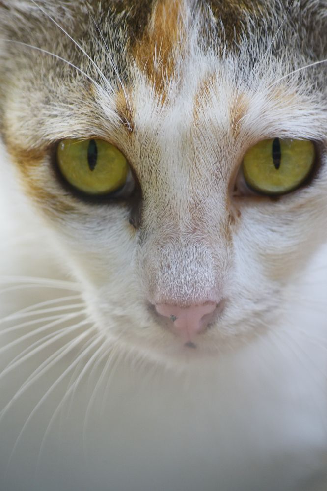 Photograph by Shamal lakshan