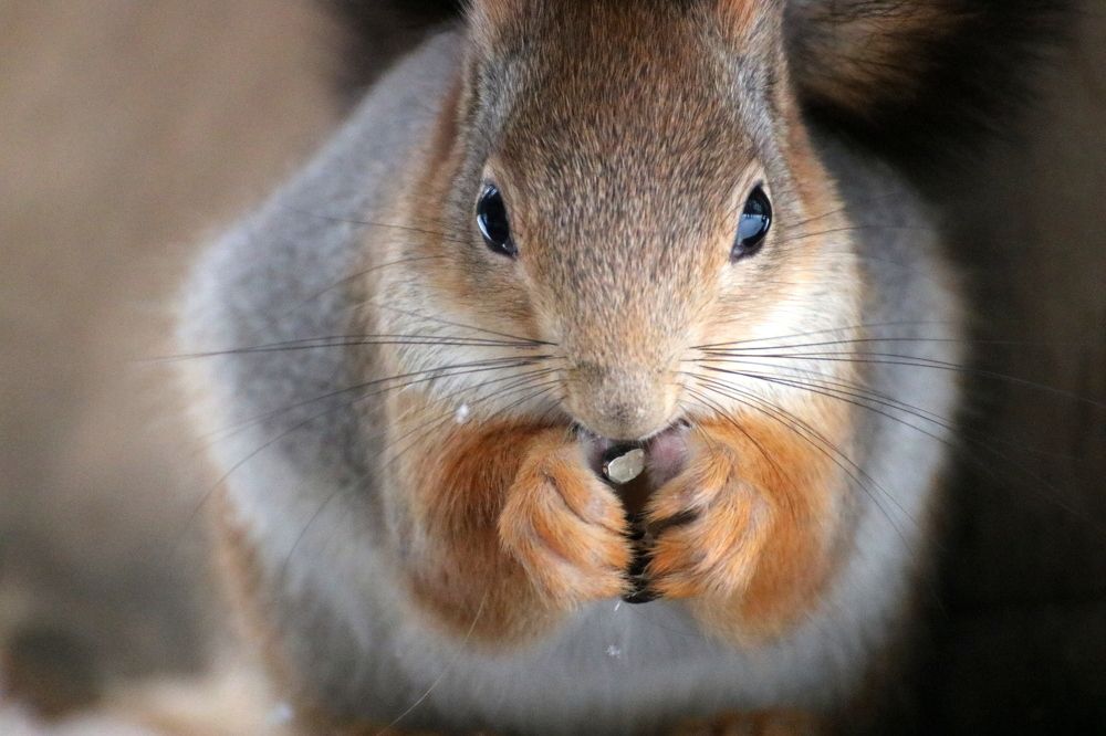 Photograph by Евгения Малафеева