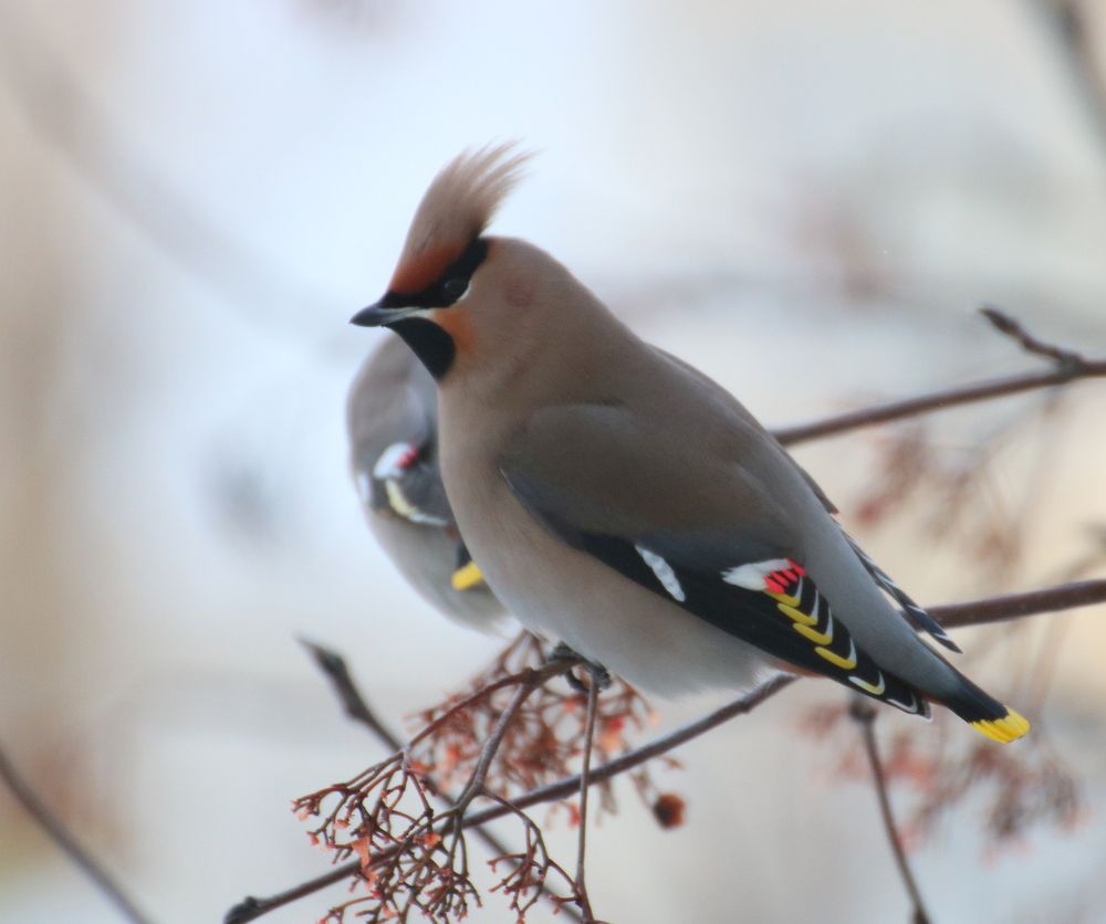 Photograph by Евгения Малафеева