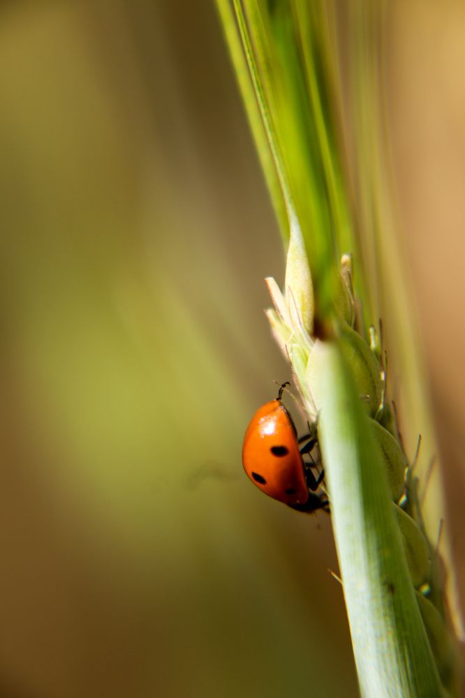 Фотография автора Olga Lavrenchuk