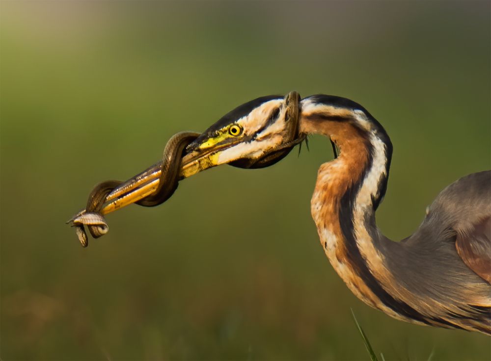 Photograph by SOUMYA CHAKRABORTY