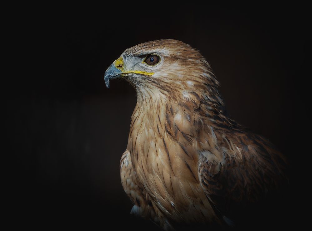 Photograph by Андрюс Киркляускас