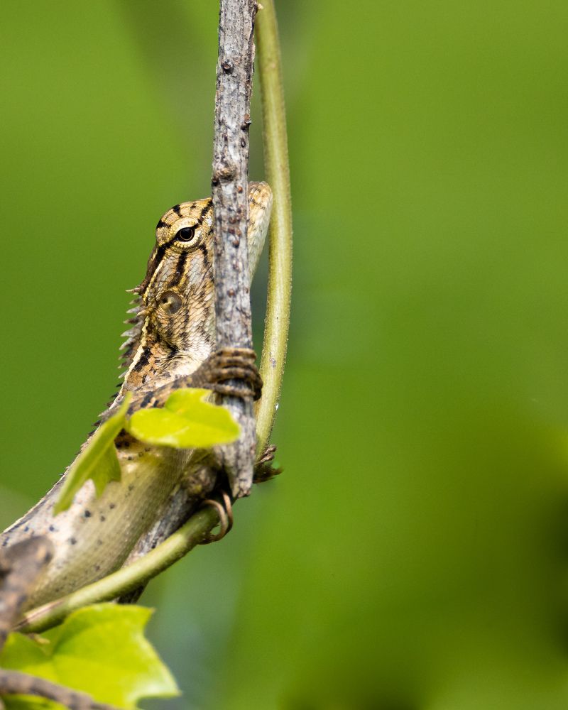 Photograph by Somasekhar Reddy Bommaka