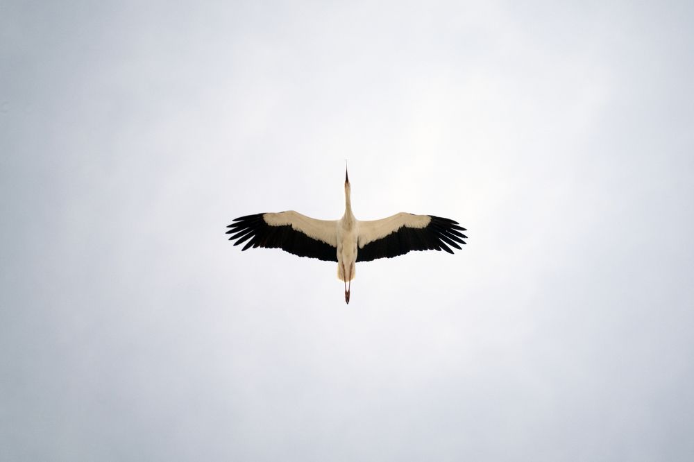 Photograph by Антон Шаркас