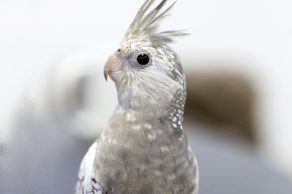 Попугай Василий