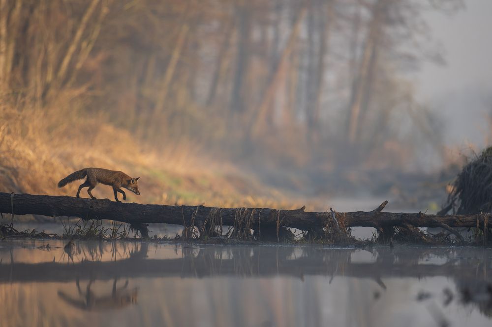 Photograph by Krzysztof Korc