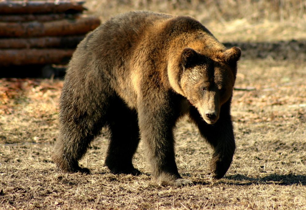 Фотография автора Nelya  Lysenko
