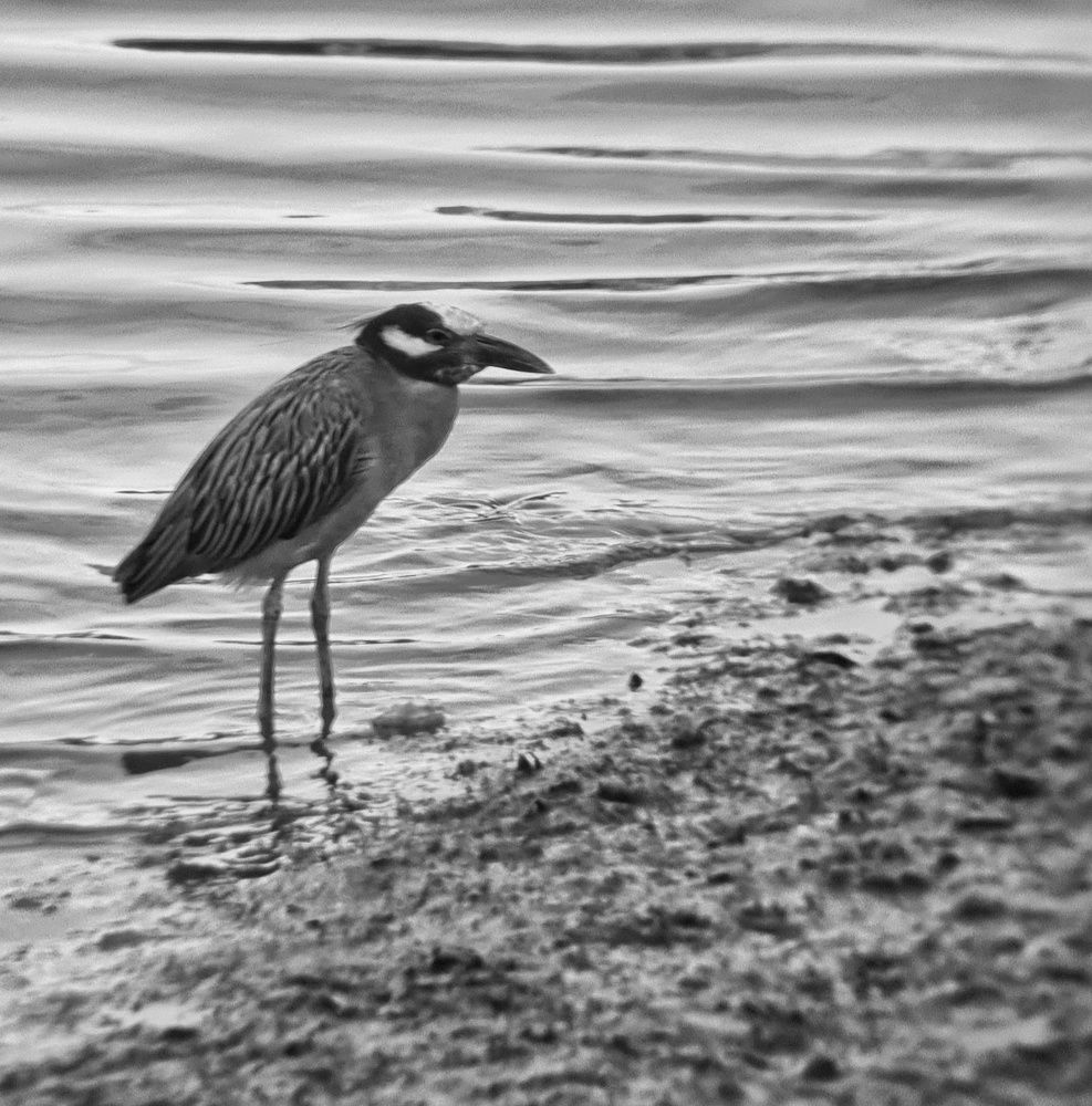 Фотография автора Walfrido Alexandre