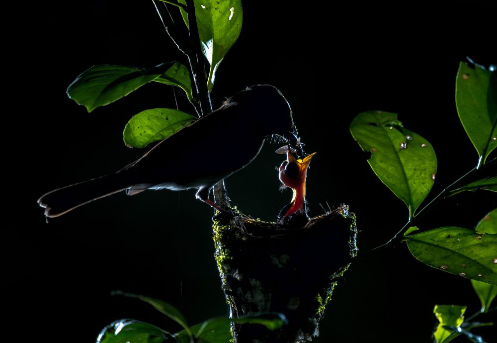 Photograph by Padmanava santra