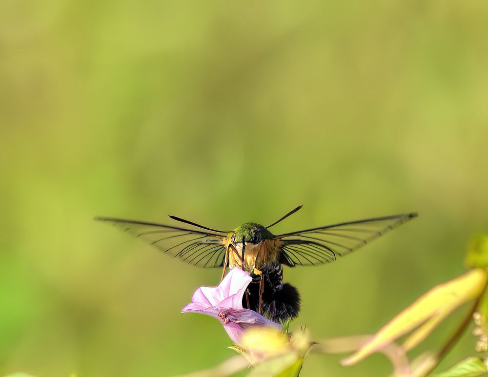 Photograph by Joko Prayitno