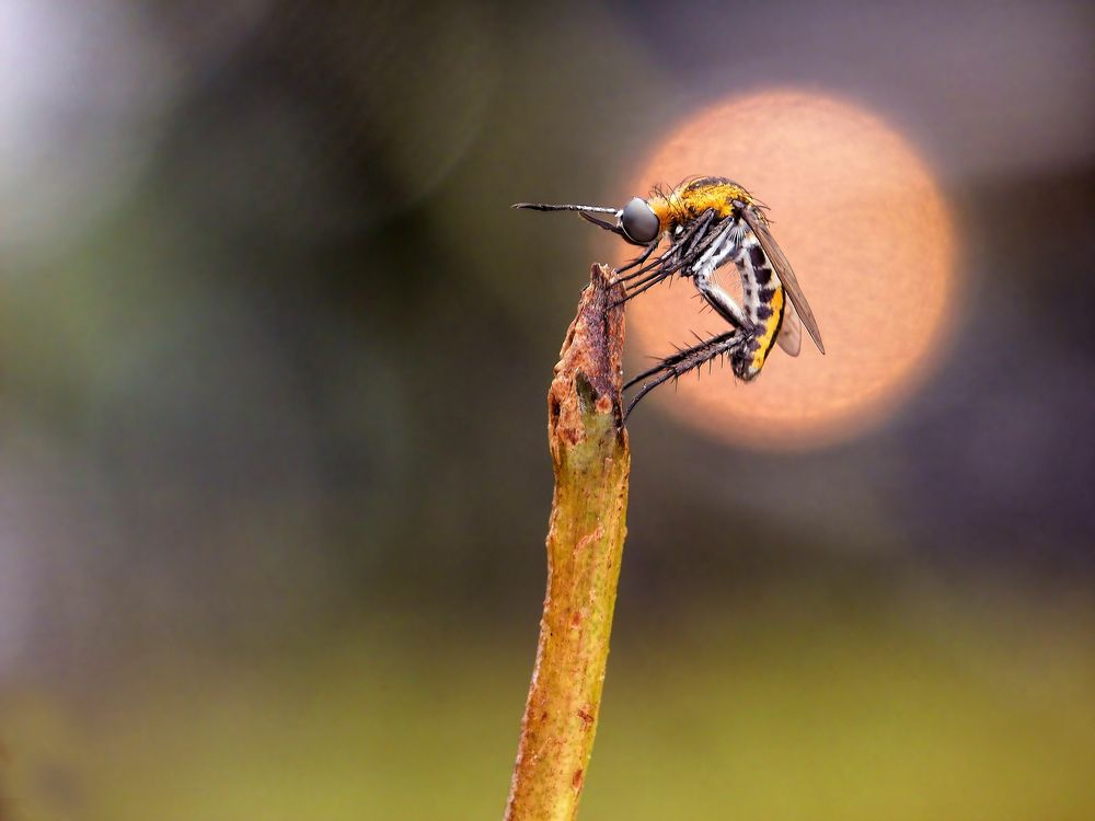 Photograph by Joko Prayitno