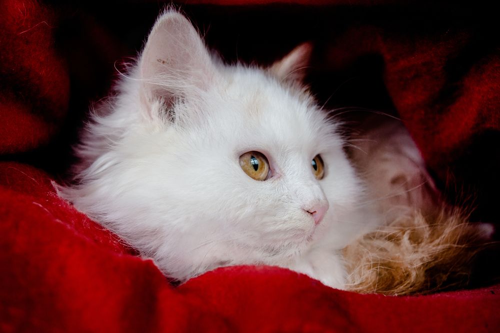 Fluffy kitten in red