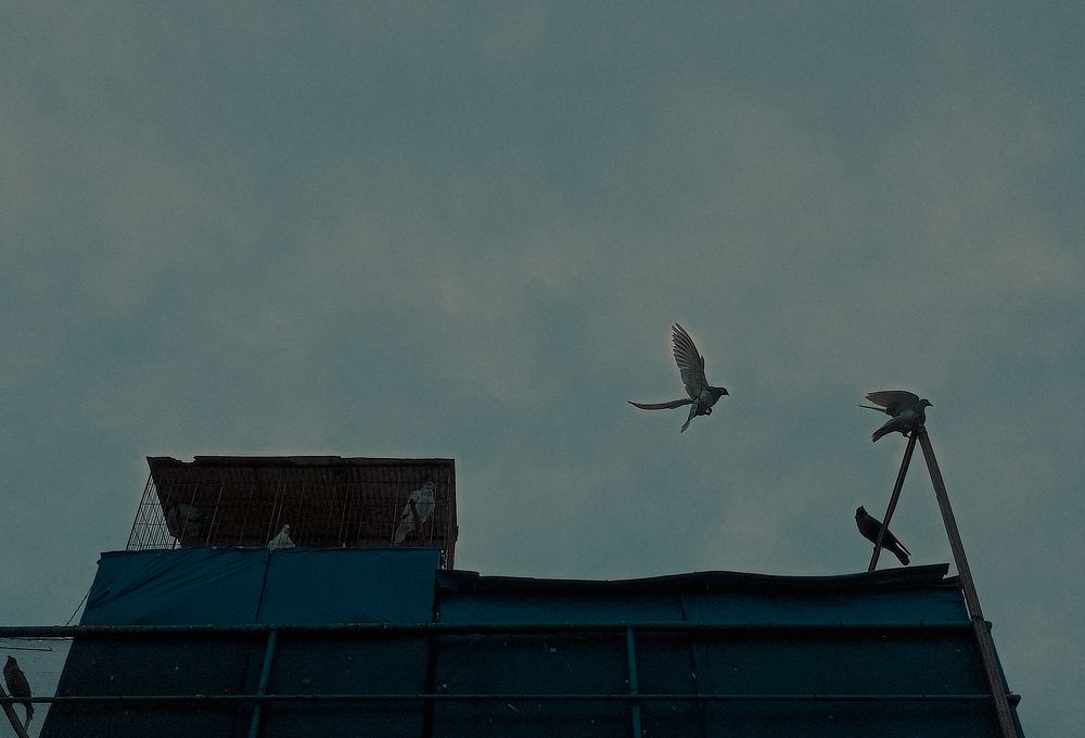 Uncaged