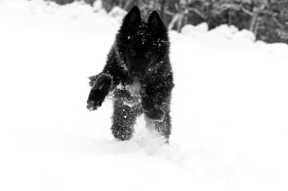 Фотография автора Надежда Лисицына