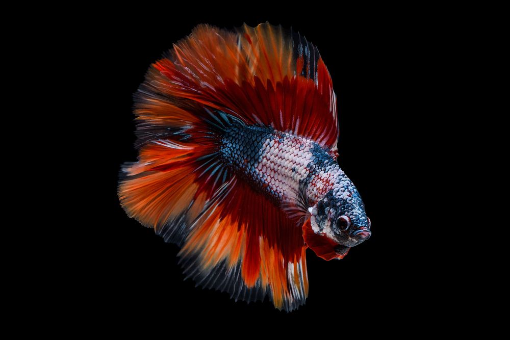 Majestic doubletail halfmoon betta fish