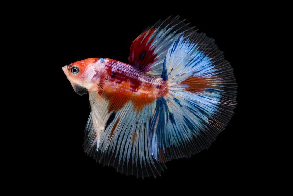 Little Junior Halfmoon Candy Koi.