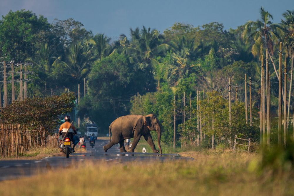 Photograph by  Ahamed Jazif