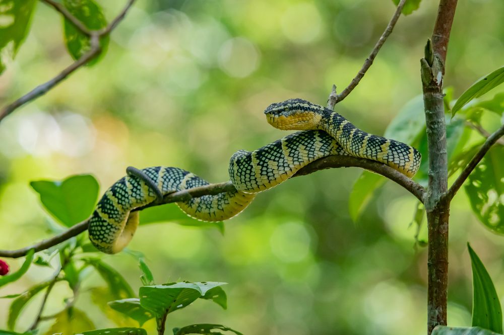 Фотография автора Yan Ze Ng