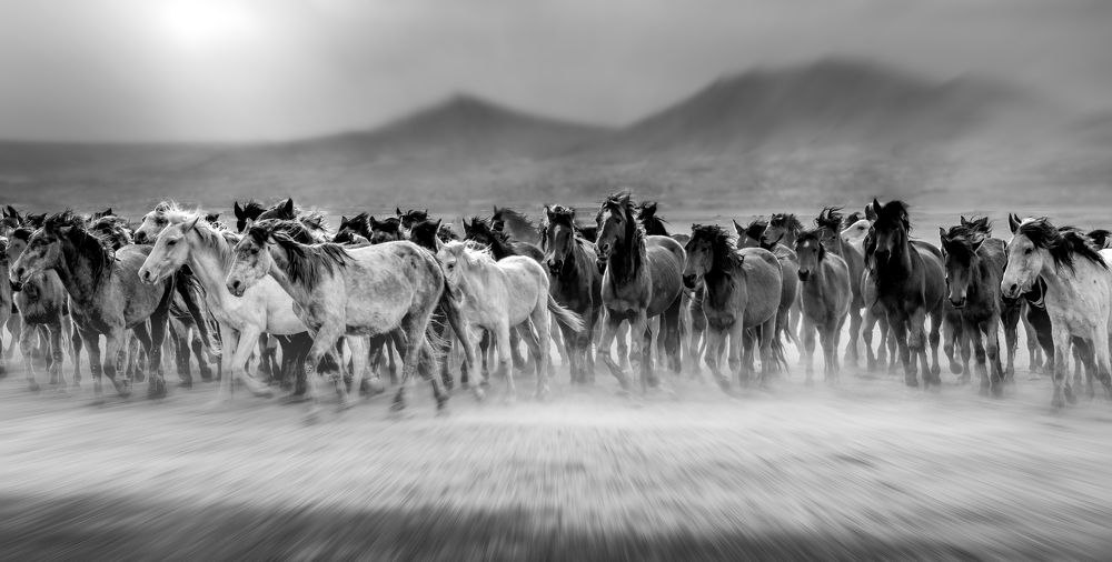 Wild horses