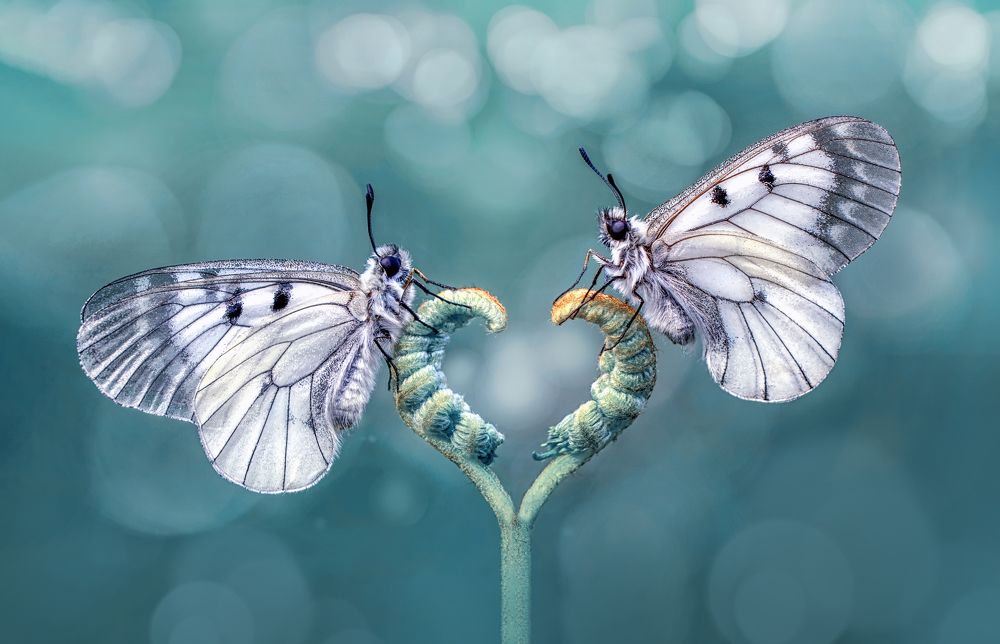 Photograph by Mustafa Öztürk