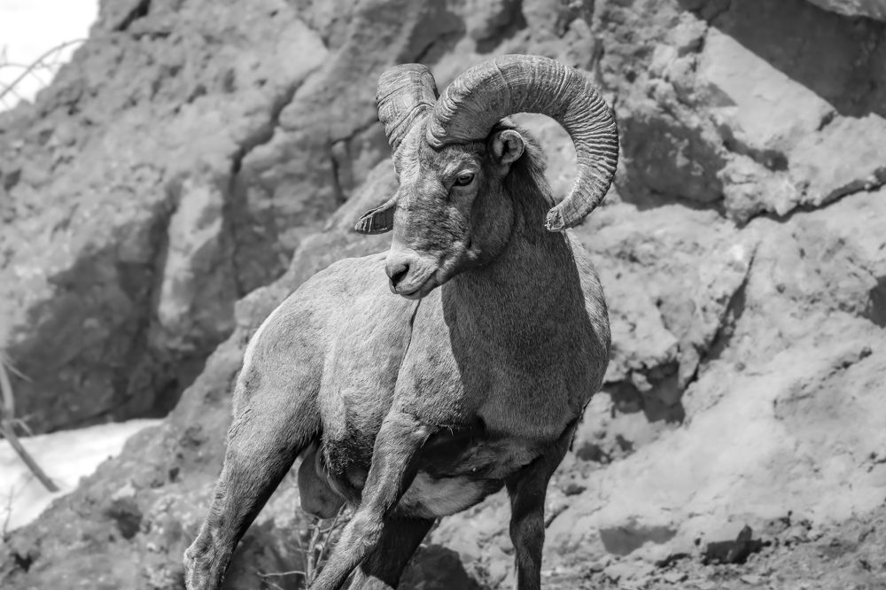 Photograph by Tony Douzenis