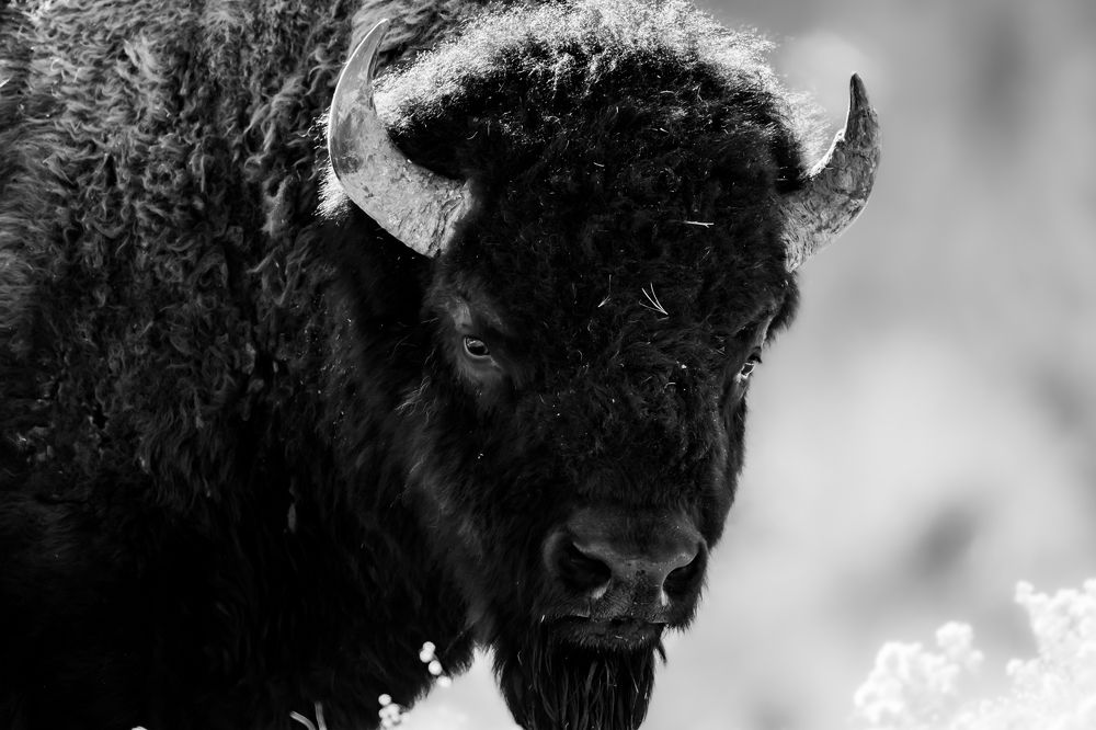 Photograph by Tony Douzenis