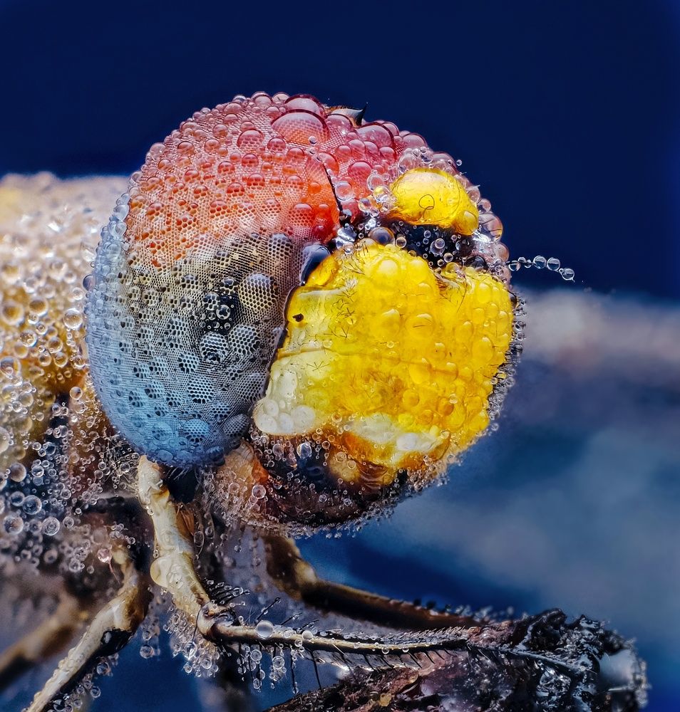 Photograph by Anjazz doz santoz