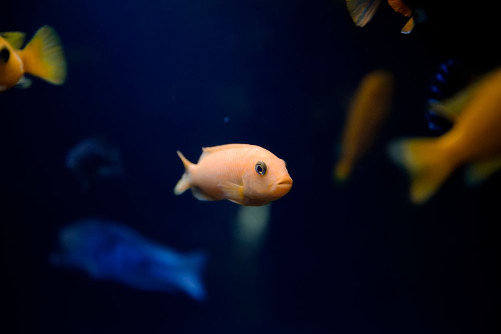 Photograph by Анастасия Хованская