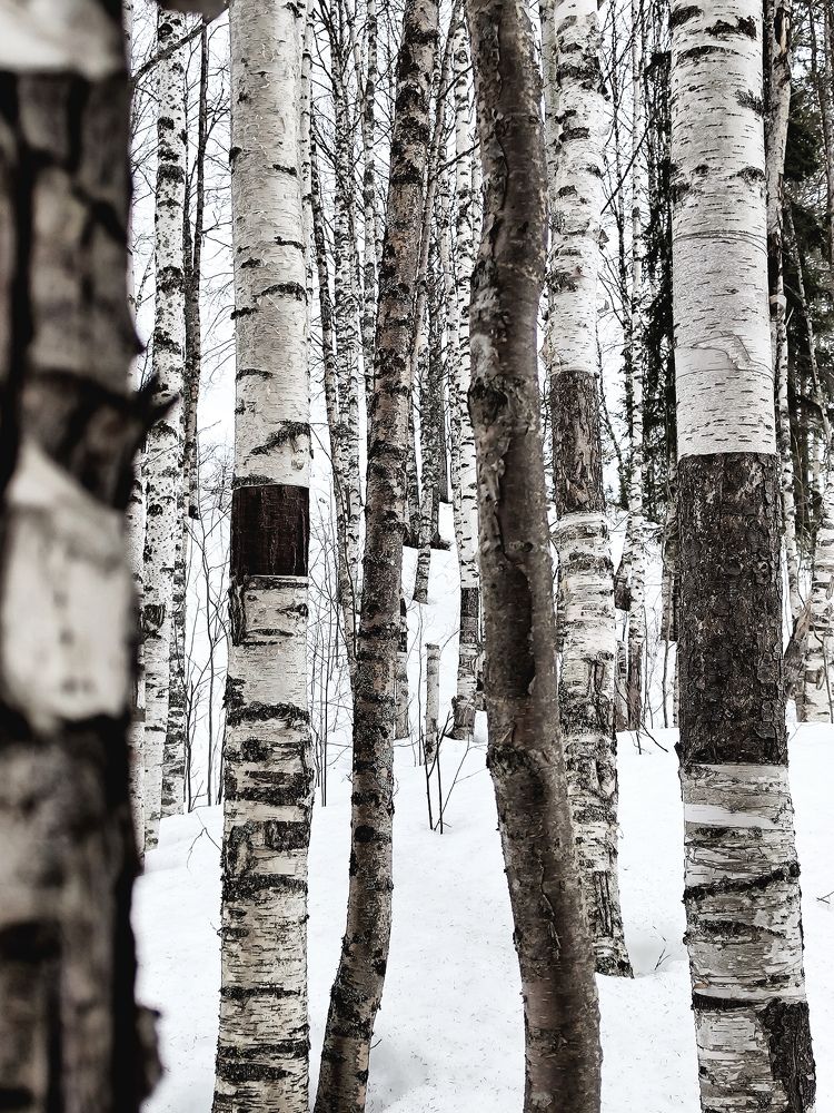 Photo #9047860
