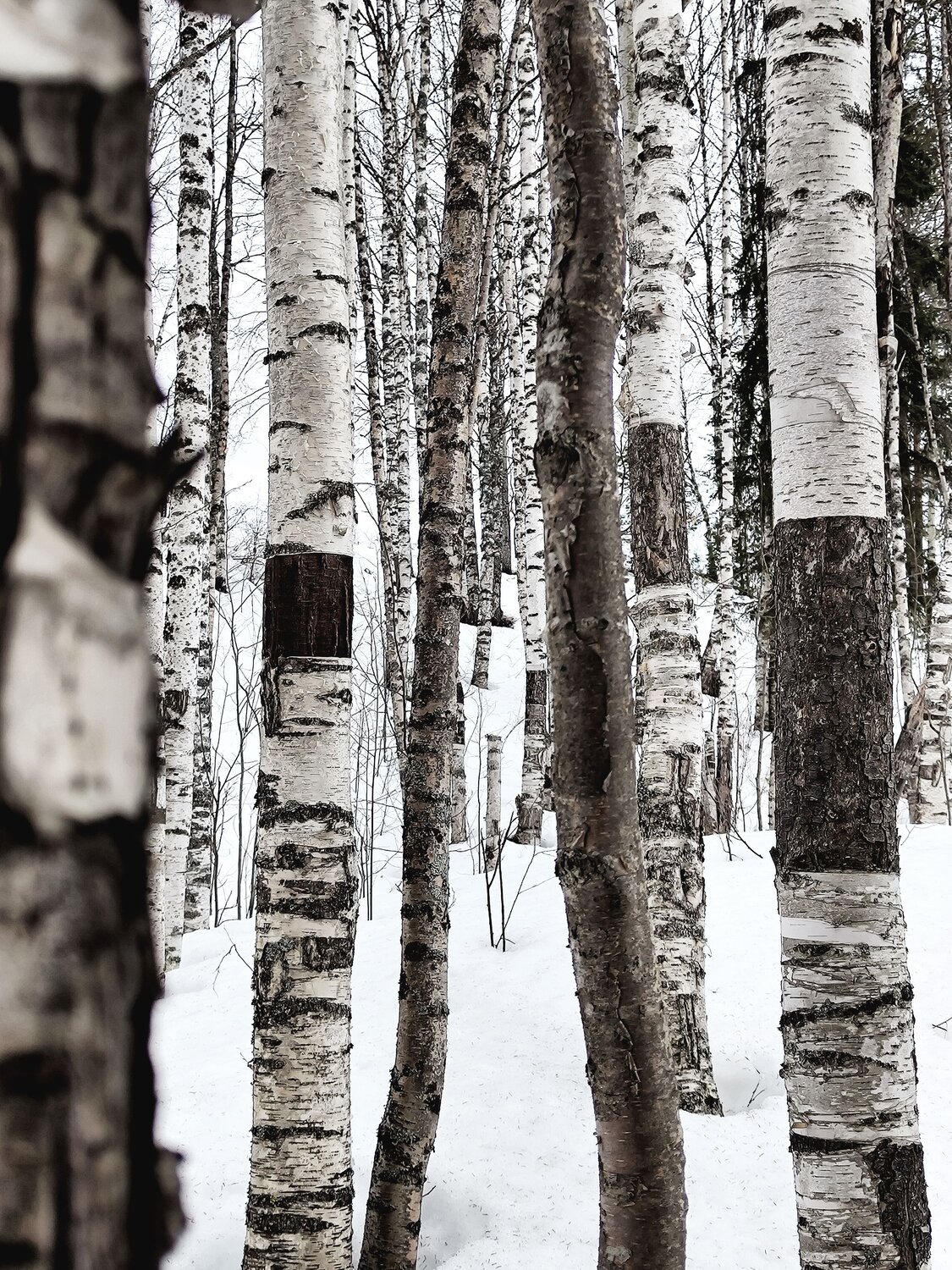 Photo #9047860