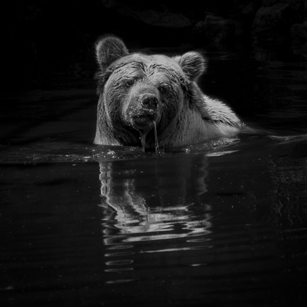 Photograph by amir ali navadeh shahla