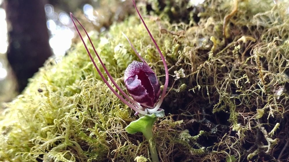 Coribas orcid