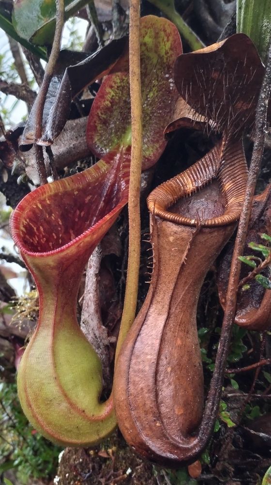 Nepenthes lowii