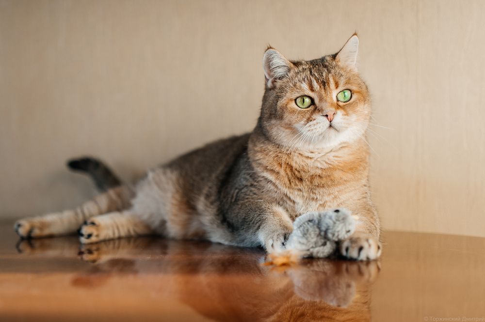 Photograph by Дмитрий Торжинский